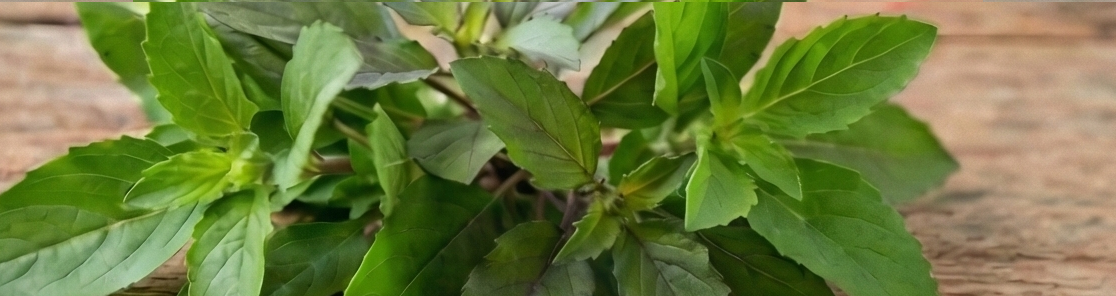 ホーリーバジル