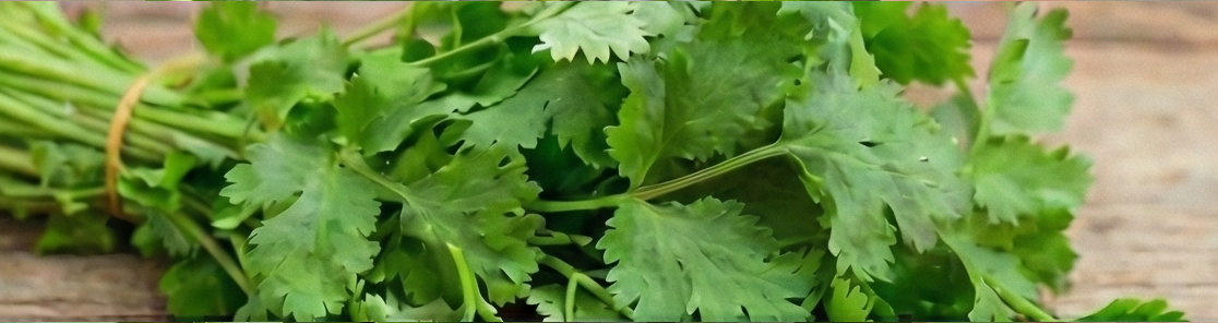 コリアンダー (パクチー)